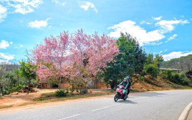 Da Lat, Vietnam - January 8th, 2020: Cars driving on the country road with a foreground of cherry blossom merges into a picture of peaceful life in rural Da Lat plateau, Vietnam