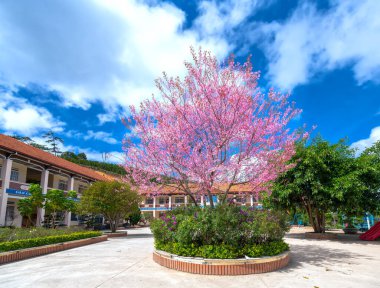 Da Lat, Vietnam - January 8th, 2020: Elementary students in uniforms play in a school yard next to a cherry blossom tree in middle of yard in  spring morning on outskirts of Da Lat, Vietnam
