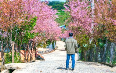 Da Lat, Vietnam - January 8th, 2020: The backpacker walking on village streets cherry trees along roads in the morning during a spring trip in Da Lat, Vietnam