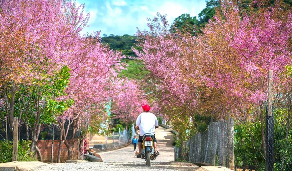 Lat Vietnam Ocak 2020 Lkbahar Sabahı Yol Boyunca Çiçek Açan — Stok fotoğraf