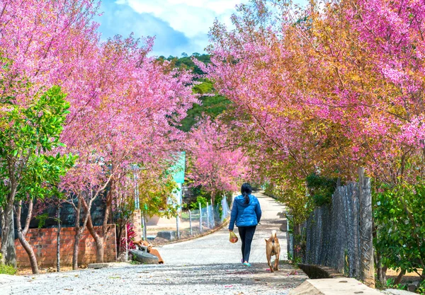 Lat Vietnam Ledna 2020 Krajina Řadami Třešňových Květů Kvetoucích Podél — Stock fotografie