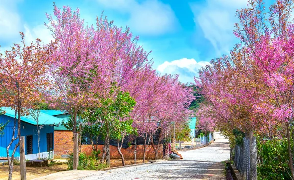 Sıra Kiraz Ağacı Kırsal Platodaki Köye Uzanan Banliyö Caddesinde Çiçek — Stok fotoğraf