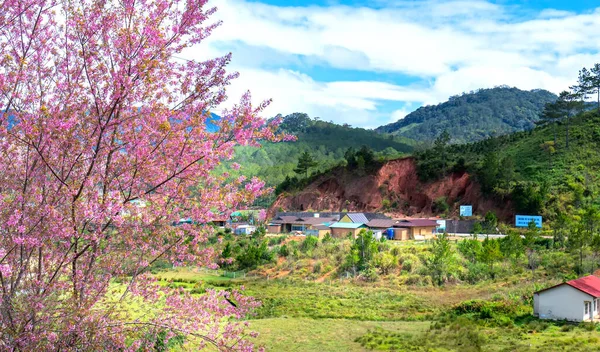 山の谷の小さな村の背景を持つ桜アプリコットの枝は ベトナムのダラットで非常に平和です — ストック写真