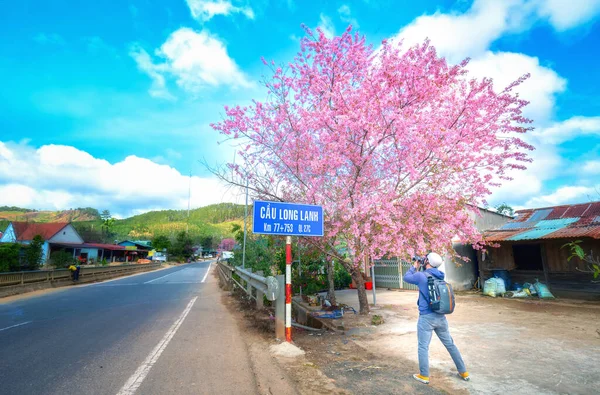 Lat Vietnam January 8Th 2020 Photographer Taking Photos Cherry Trees — Zdjęcie stockowe