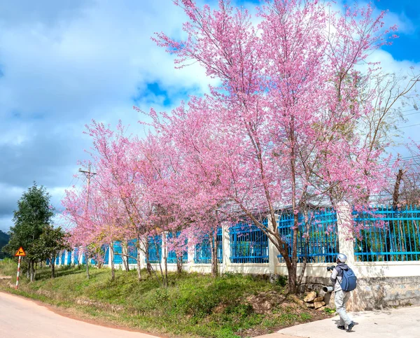 Lat Vietnam January 8Th 2020 Photographer Taking Photos Cherry Trees — Stock Photo, Image