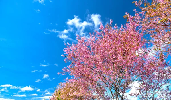 Apricot Cherry Tree Blossom Sunny Morning Blue Sky Background — Stock Photo, Image