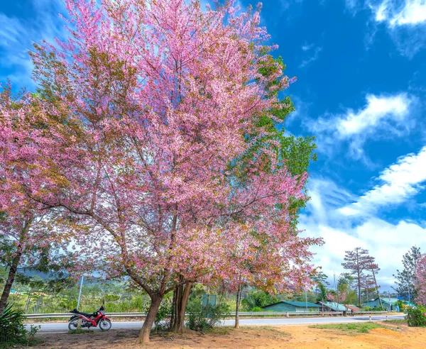 Lat Vietnam January 8Th 2020 Apricot Cherry Tree Blossom Spring — Stok fotoğraf