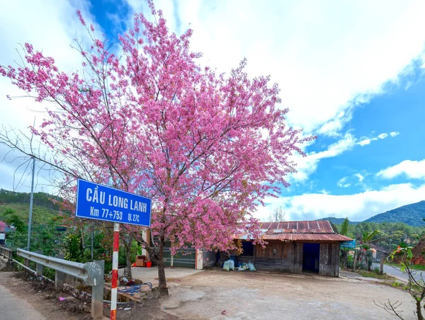 ベトナムの高地にある田舎の家の前の柵の横にはアプリコットの桜が咲きます — ストック写真