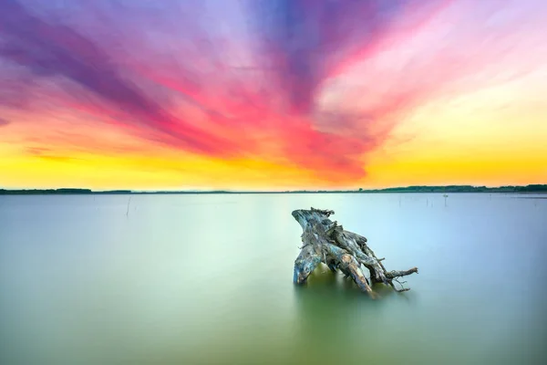 Zonsondergang Aan Het Meer Met Droge Stomp Naar Zon Toe — Stockfoto