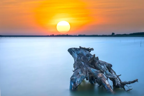湖畔落日 干枯的树桩朝向太阳 犹如生活中抽象的东西 — 图库照片