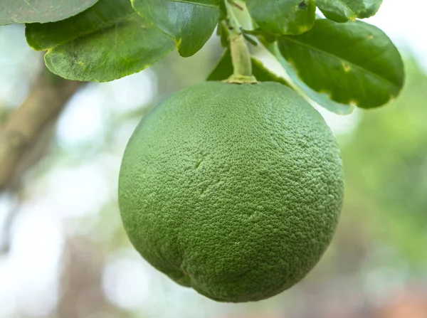Zelený Grapefruit Stromě Čeká Sklizeň Toto Ovoce Vysoký Obsah Vitamínu — Stock fotografie