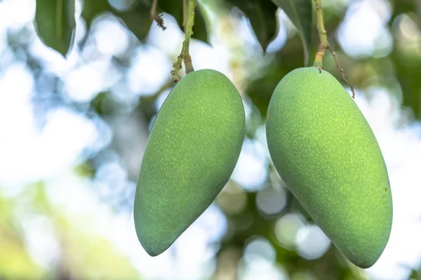 緑のマンゴーのペアは 木の収穫を待っている この果物はビタミンCが多く 人体に良い繊維です — ストック写真