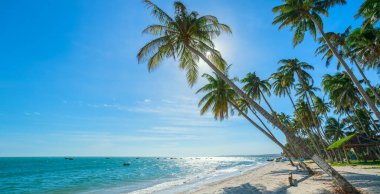 Yaz öğleden sonra tropikal denize doğru eğilmiş hindistan cevizi ağaçları. Dinlenmek ve dinlenmek için güzel kumlu sahil..