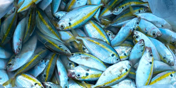 Mackerel in basket after catching trade in seafood market. This is a fish with many nutrients good for human health