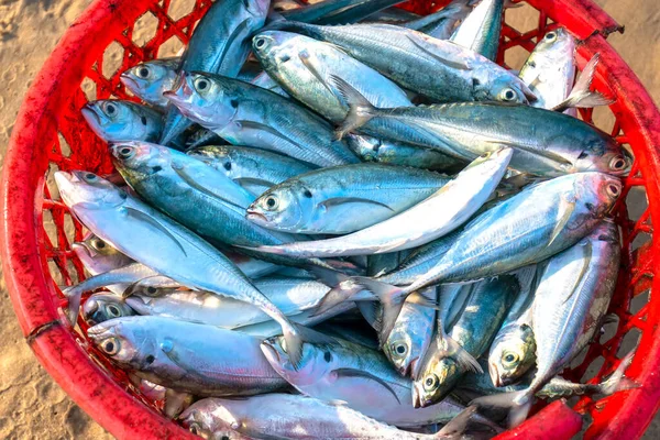 Makrela Koszyku Złowieniu Ryb Rynku Owoców Morza Jest Ryba Wielu — Zdjęcie stockowe