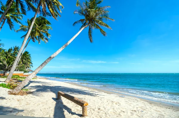 夏の午後に熱帯の海に向かって傾いたヤシの木が傾斜しています 休息とリラクゼーションのための美しい砂浜 — ストック写真