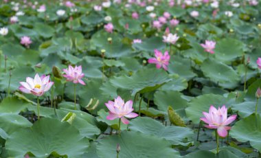 Lotus tarlaları bahar sabahı çiçek açar. Budist çiçekleri, parlak ve saf