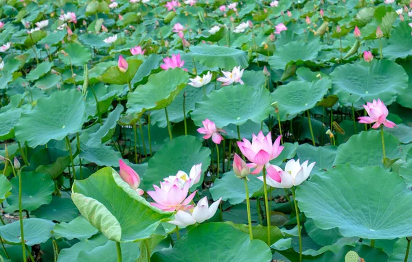 Pola Lotosu Kwitną Wiosną Rano Buddyjskie Kwiaty Jasne Czyste — Zdjęcie stockowe