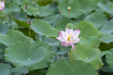 Lotus tarlaları bahar sabahı çiçek açar. Budist çiçekleri, parlak ve saf
