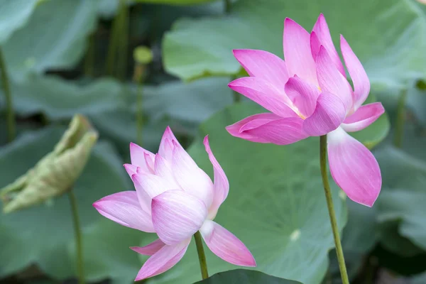 Pola Lotosu Kwitną Wiosną Rano Buddyjskie Kwiaty Jasne Czyste — Zdjęcie stockowe