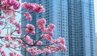Tabebuia rosea ya da binaların arka planında açan pembe trompet. Çiçekler güneşli bahar mevsiminde açar.