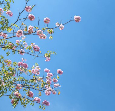 Pembe zambak sabahın erken saatlerinde ışıl ışıl açar. Bu, genellikle baharda açan ve gün ışığını seven çan şeklinde küçük bir çiçektir.