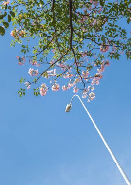 Pembe zambak sabahın erken saatlerinde ışıl ışıl açar. Bu, genellikle baharda açan ve gün ışığını seven çan şeklinde küçük bir çiçektir.
