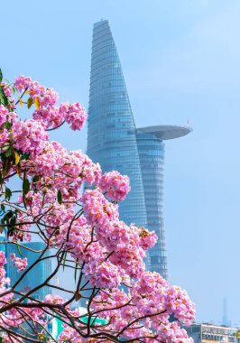 Tabebuia rosea ya da bambu şekilli bir binanın arka planında çiçek açan pembe trompet.