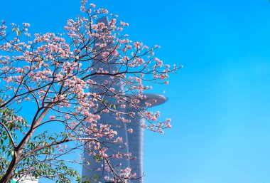 Tabebuia rosea or pink trumpet blooming with the background of a bamboo-shaped building clipart
