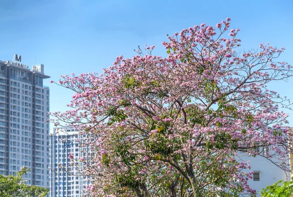 Tabebuia Rosea Trombeta Rosa Florescendo Com Fundo Edifícios Flores Florescem — Fotografia de Stock