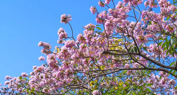 Lírio Rosa Floresce Brilhantemente Início Sol Esta Uma Pequena Flor — Fotografia de Stock