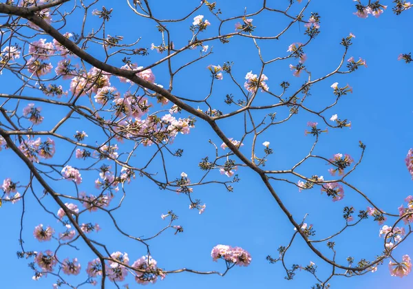 Lírio Rosa Floresce Brilhantemente Início Sol Esta Uma Pequena Flor — Fotografia de Stock