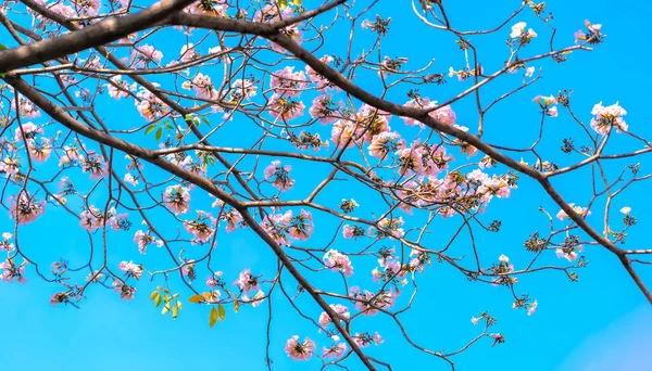 Lis Rose Fleurit Façon Éclatante Premier Jour Ensoleillement Agit Une — Photo