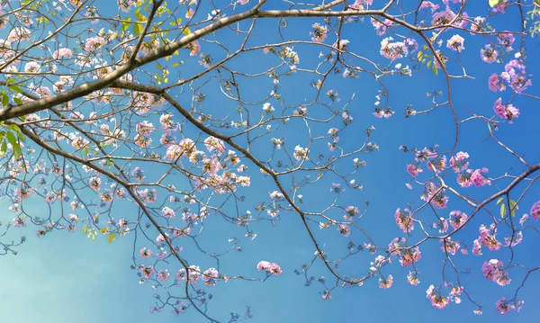 Rózsaszín Liliom Fényesen Virágzik Korai Napsütésben Egy Kis Harang Alakú — Stock Fotó