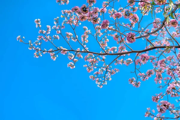 早い太陽の下でピンクのユリが明るく咲く これは 通常春に咲き 太陽の光が好きな小さな鐘型の花です — ストック写真