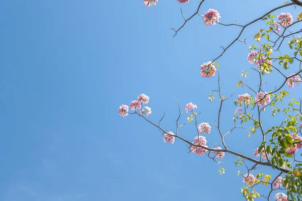 Růžová Lilie Kvete Časném Slunečním Svitu Malá Zvonovitá Květinka Která — Stock fotografie