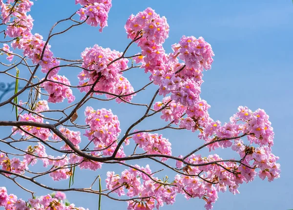 早い太陽の下でピンクのユリが明るく咲く これは 通常春に咲き 太陽の光が好きな小さな鐘型の花です — ストック写真