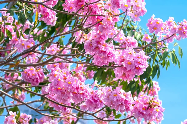 Lírio Rosa Floresce Brilhantemente Início Sol Esta Uma Pequena Flor — Fotografia de Stock