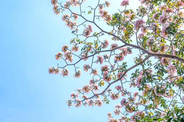 Lírio Rosa Floresce Brilhantemente Início Sol Esta Uma Pequena Flor — Fotografia de Stock