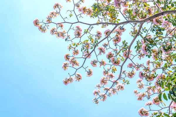 Lírio Rosa Floresce Brilhantemente Início Sol Esta Uma Pequena Flor — Fotografia de Stock