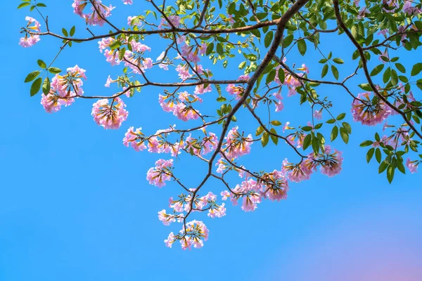 Lírio Rosa Floresce Brilhantemente Início Sol Esta Uma Pequena Flor — Fotografia de Stock
