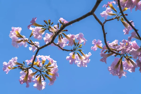 Rózsaszín Liliom Fényesen Virágzik Korai Napsütésben Egy Kis Harang Alakú — Stock Fotó