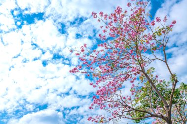 Tabebuia Rosea mavi gökyüzü arkaplanıyla çiçek açıyor. Bu çiçek, doğal renklerle süslenmiş küçük pembe trompetler gibidir..