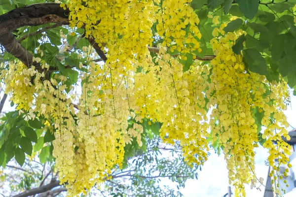 Cassia Píštěle Nebo Zlatá Sprcha Květiny Kvetou Časném Slunci Květiny — Stock fotografie