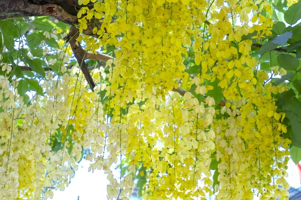 Cassia Píštěle Nebo Zlatá Sprcha Květiny Kvetou Časném Slunci Květiny — Stock fotografie