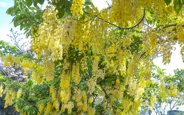卡西亚瘘管或金黄色的淋浴花在阳光下绽放 用作观赏植物和装饰花园 — 图库照片