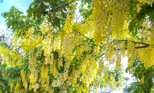 Cassia Píštěle Nebo Zlatá Sprcha Květiny Kvetou Časném Slunci Květiny — Stock fotografie