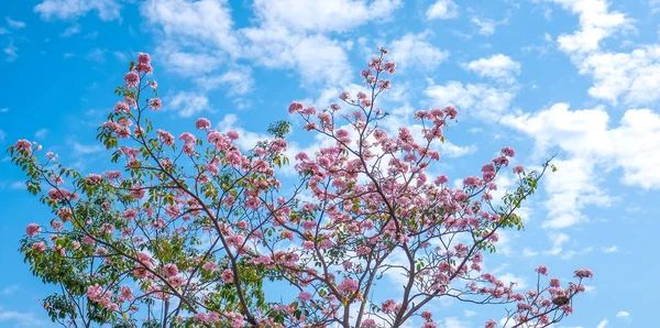 rotatie Cataract Steil Stockfoto's van Jacaranda boom bloemen, rechtenvrije afbeeldingen van  Jacaranda boom bloemen - Pagina 3 | Depositphotos
