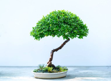 Yeşil bonsai ağacı, insanların hayatta kalabilmesi için hayatta kalması gereken soyutlanmayı simgeleyen birçok farklı şekillere sahip bir saksı bitkisinin beyaz arka planında izole edilmiş.