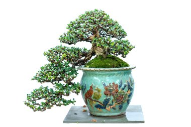 Yeşil bonsai ağacı, insanların hayatta kalabilmesi için hayatta kalması gereken soyutlanmayı simgeleyen birçok farklı şekillere sahip bir saksı bitkisinin beyaz arka planında izole edilmiş.